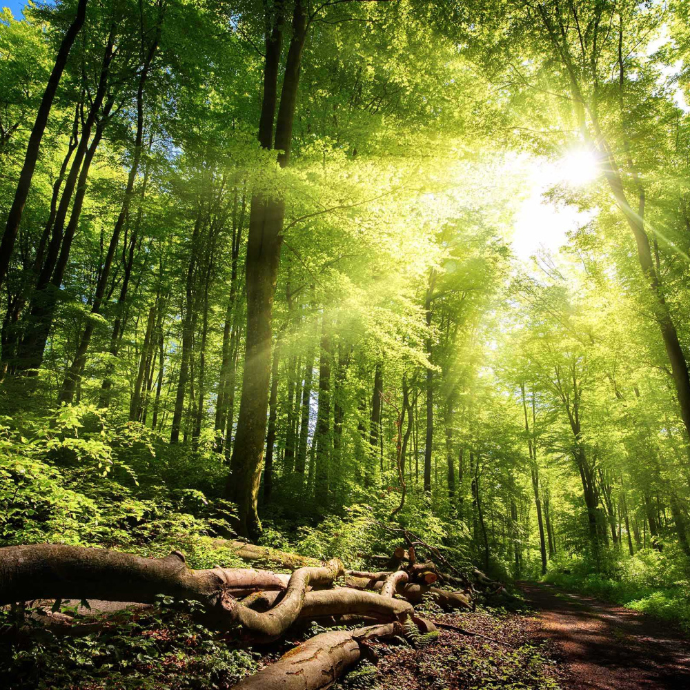 Nachhaltig in die Zukunft